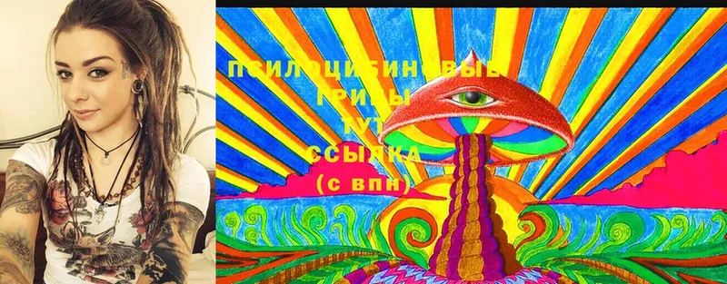 Псилоцибиновые грибы Cubensis  Дальнегорск 